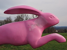 野兔,跳转,小兔子跳