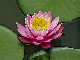 蓮花,湖,鮮花