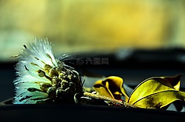 薊,秋,冬天