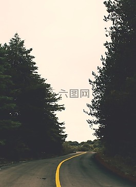 森林,路,樹(shù)木