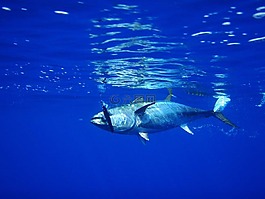 金槍魚(yú),魚(yú),釣魚(yú)