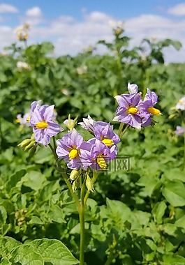 自然,花,植物區(qū)系