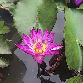 花,蓮花,和平