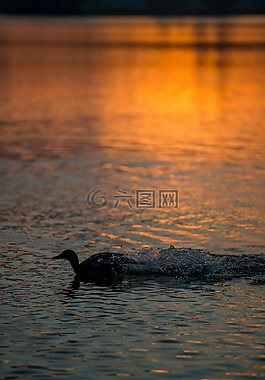 鴨,鳥,水