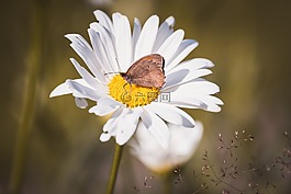瑪格麗特,復合材料,leucanthemum