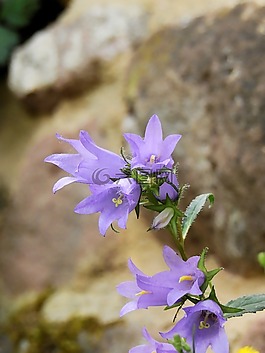 花,開花,紫