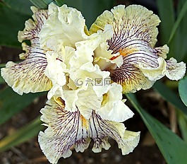 鸢尾花,花,奶油