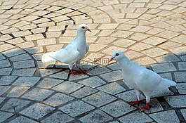 動物,鳥,鴿子