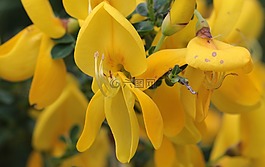 掃帚,genista,開花