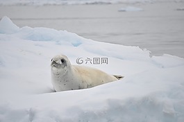 白,密封,南極洲