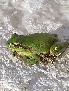 青蛙,綠色,動物