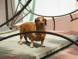 狗,臘腸犬,可愛