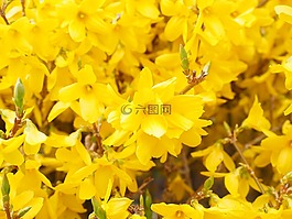 連翹,分支機(jī)構(gòu),黃色