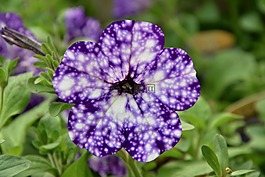 鮮花,矮牽牛,性質(zhì)