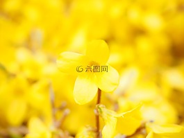連翹,分支機(jī)構(gòu),黃色