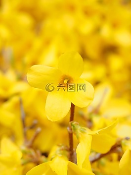开花,连翘,分支机构