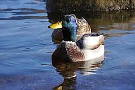 鴨,tegernsee,動(dòng)物