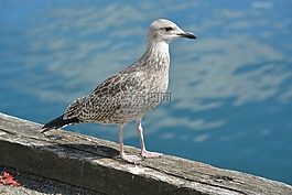 鳥(niǎo),動(dòng)物區(qū)系,海鷗