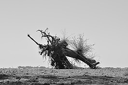 樹,野生,自然