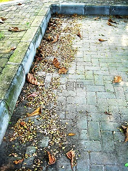秋,葉,風(fēng)景