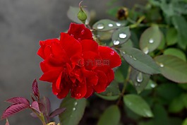 紅玫瑰,雨滴,自然