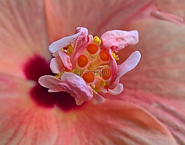 槿,花,特寫