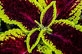 葉子,葉,植物