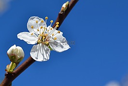 春,開花,花