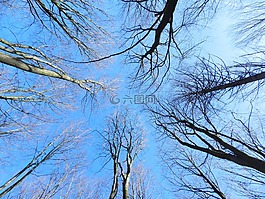 樹(shù)木,性質(zhì),天空