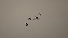 性质,鸟,guatica
