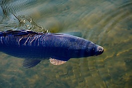 鯉魚,池塘,水