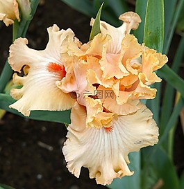 鳶尾花,花,盛開