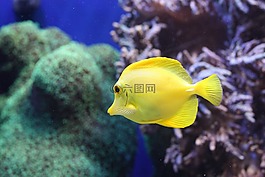 魚,水族館,海上生活