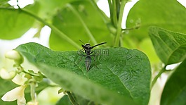 昆蟲,的,字段