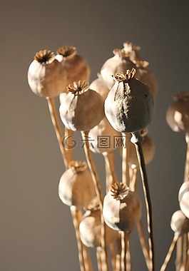 罌粟,花,植物群