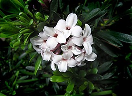 达芙妮,香水,花