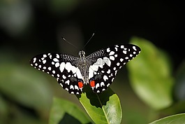 蝴蝶,昆虫,花园