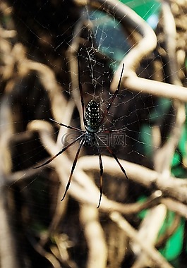 蜘蛛,web,昆蟲