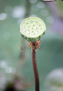 蓮花,豆莢,種子