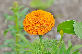 merigold,花,厂