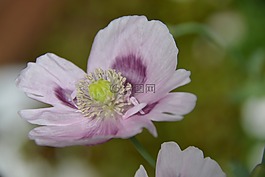 罌粟,花,自然