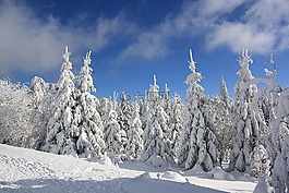 雪,冬天,弗羅斯特