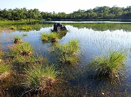 森林湖,森林,山