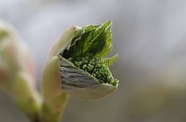 春天,芽,楓葉