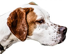 狗,可愛的,動物