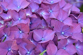 繡球,花,灌木