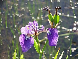 虹膜,花卉,夏季