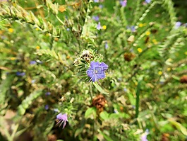 花,開花,紫