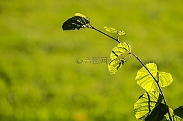 葉子,葉,自然