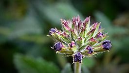马鞭草,芽,开花